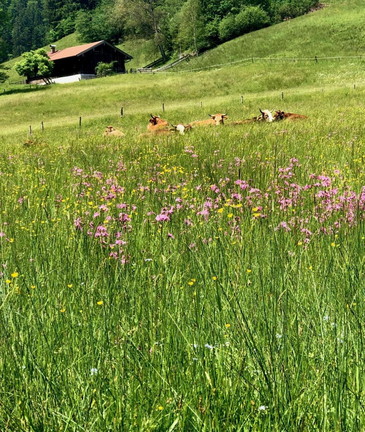 Alpenoase Schliersee - Grosse Suite Mit Sauna Oder Gemuetliche Studio Appartements Δωμάτιο φωτογραφία